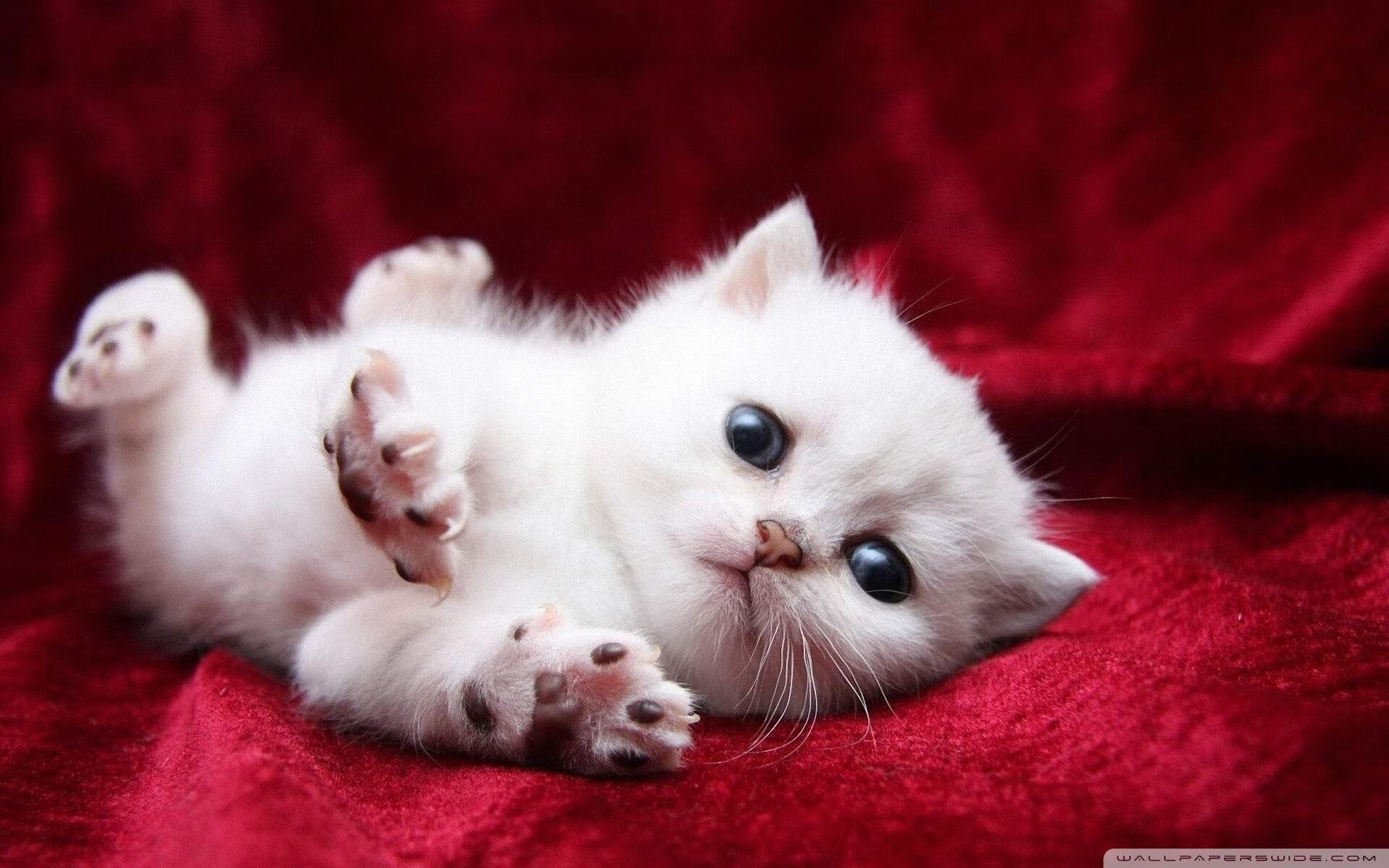 开云体育-“法甲豪门对决：精彩攻防不断，场面火爆”，法甲豪门球队