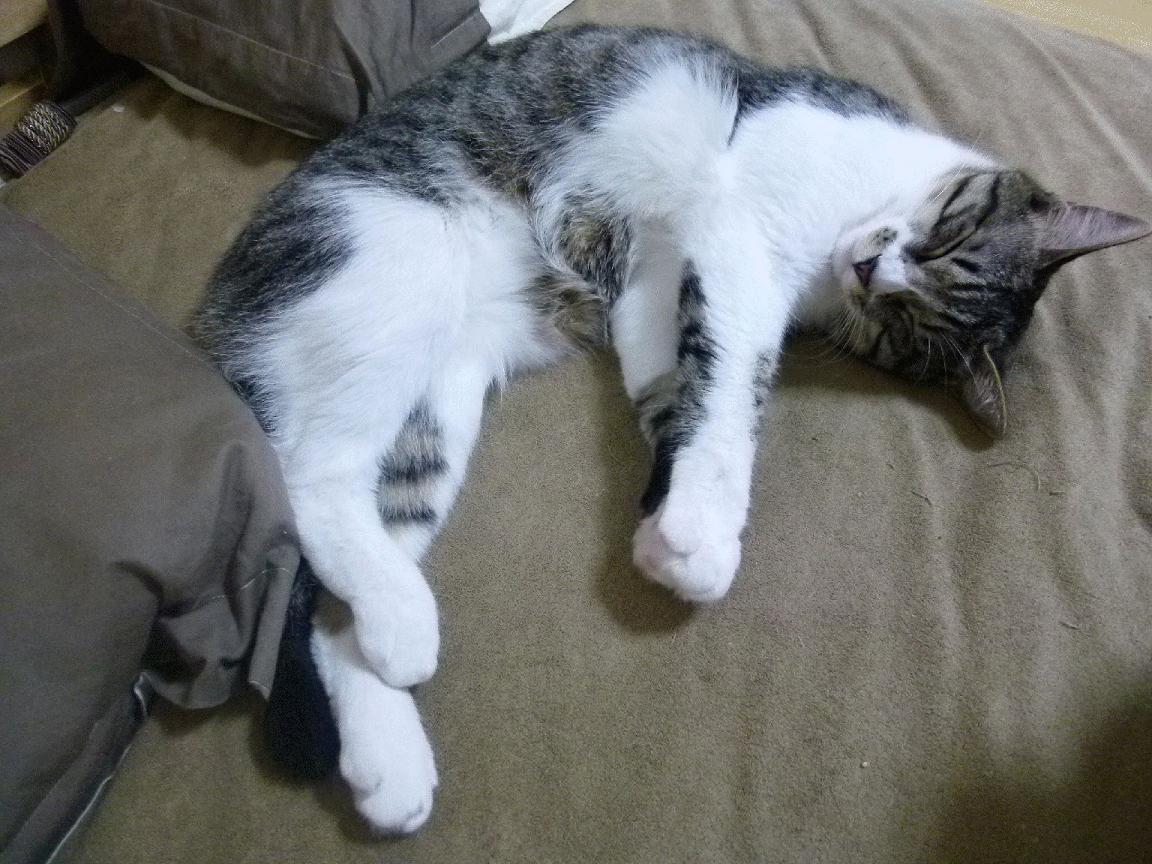 开云官方网站-托里·哈斯克决赛发挥超出预期，托拜厄斯·哈里斯顶薪