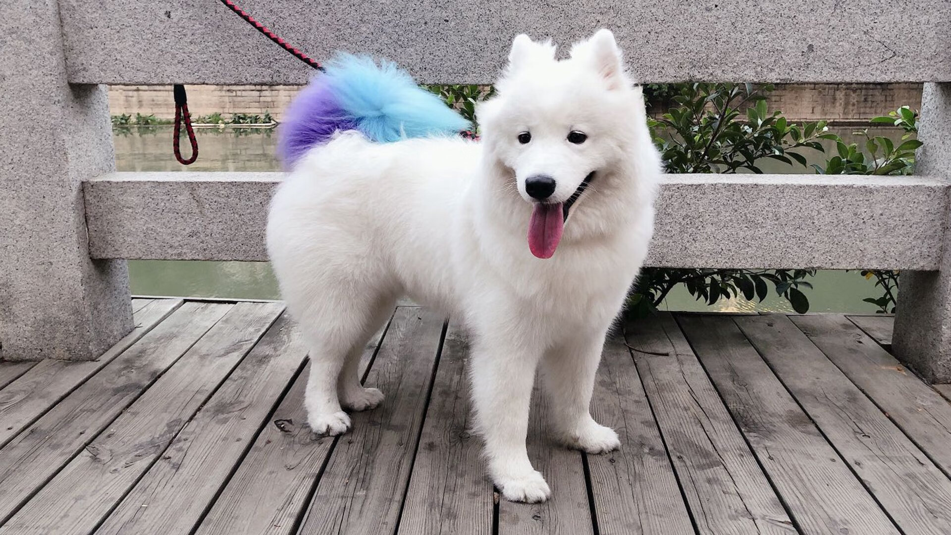 开云kaiyun-特色足球文化在海外推广，成为国际交流的重要桥梁，足球文化的魅力