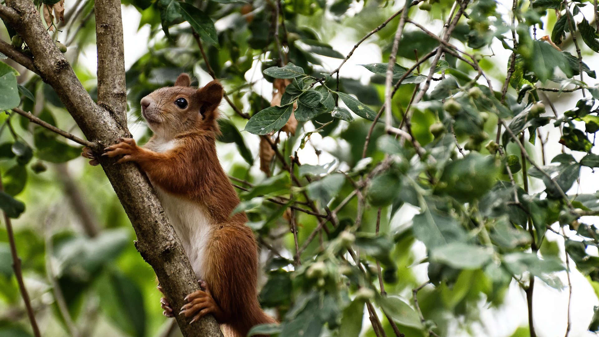 开云kaiyun-篮网组织封闭战术演练提升传导球速度，篮网队战术手册