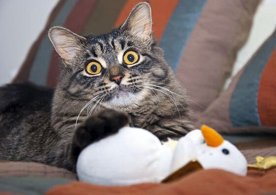 开云·体育官网APP下载-高校篮球推动篮球与学术结合促进多元人才培养，高校篮球现状